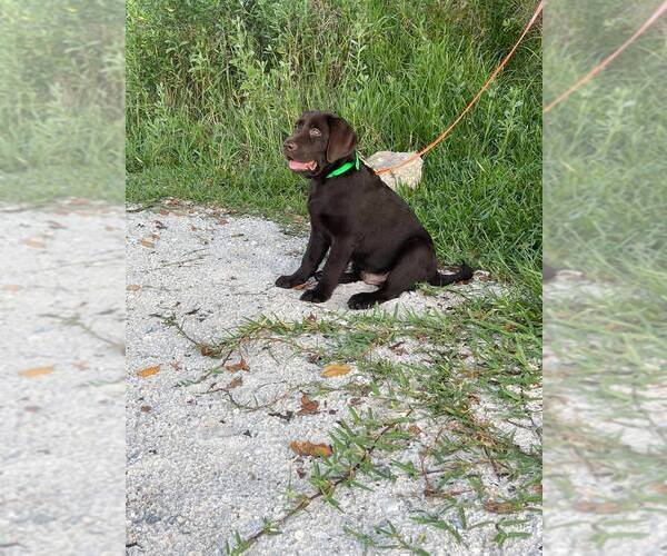 Medium Photo #1  Breeder Profile in MIMS, FL, USA