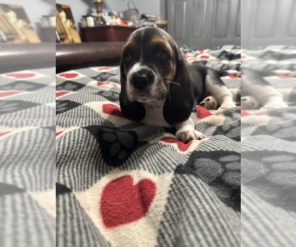 Medium Photo #8  Breeder Profile in PICKERINGTON, OH, USA