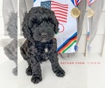 Small breeder photo