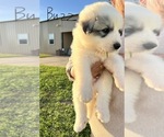 Small #10 Breeder Profile image