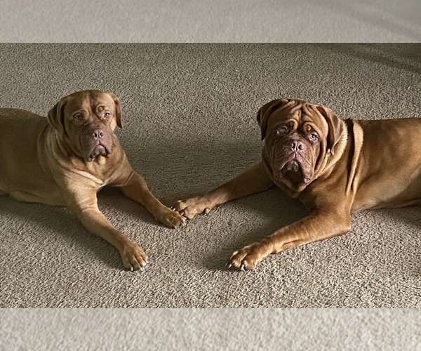 Medium Photo #1  Breeder Profile in LAGRANGE, IN, USA