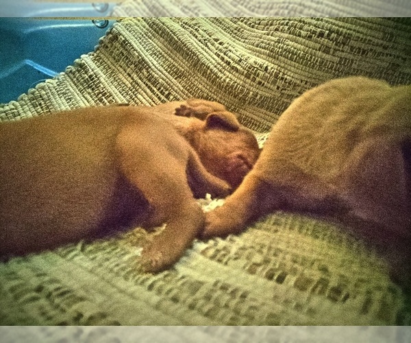Medium Photo #1  Breeder Profile in LINDEN, MI, USA