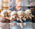 Small #1 Breeder Profile image