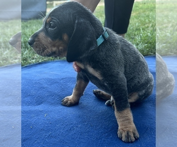 Medium Photo #9  Breeder Profile in GREELEY, CO, USA
