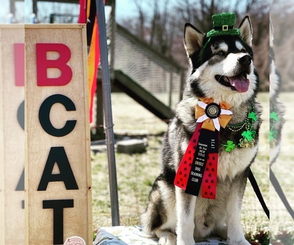 Medium Photo #132  Breeder Profile in FREDERICK, MD, USA