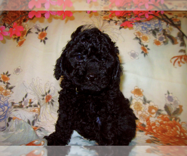 Medium Photo #2  Breeder Profile in EUDORA, KS, USA