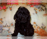 Small #1 Breeder Profile image