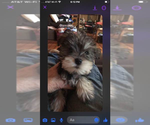 Medium Photo #1  Breeder Profile in HARMAN, WV, USA