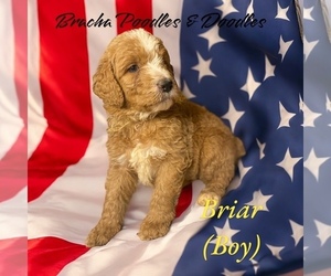 Goldendoodle Dog Breeder near SAINT CLOUD, MN, USA