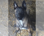 Small breeder photo