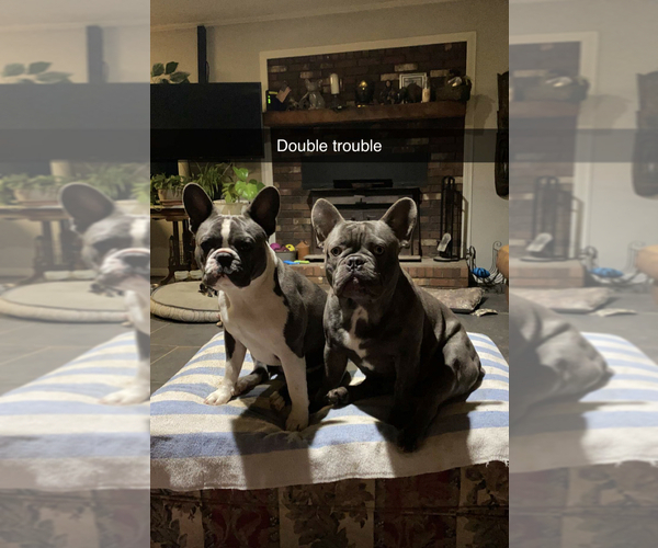 Medium Photo #7  Breeder Profile in GRIFFIN, GA, USA