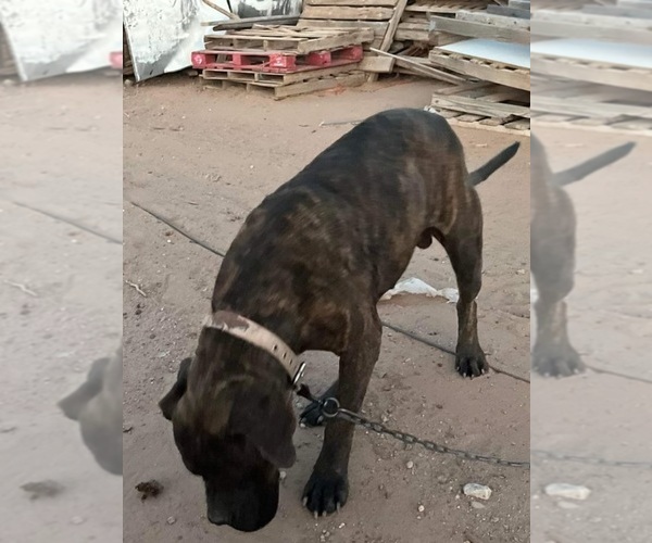 Medium Photo #16  Breeder Profile in DEMING, NM, USA