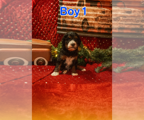 Medium Photo #1  Breeder Profile in JOHNSONVILLE, IL, USA