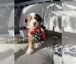 Small #37 Breeder Profile image