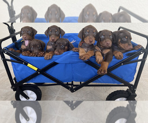 Doberman Pinscher Dog Breeder near CLAIR MEL, FL, USA