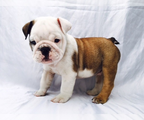 Medium Photo #1  Breeder Profile in MABLETON, GA, USA