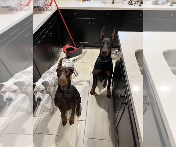 Medium Photo #8  Breeder Profile in PHOENIX, AZ, USA