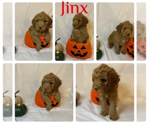 Medium Photo #5  Breeder Profile in BALTIMORE, MD, USA