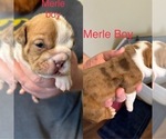 Small Photo #1  Breeder Profile in CANAL WINCHESTER, OH, USA