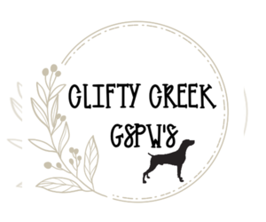 German Shorthaired Weimaraner Dog Breeder near WINFIELD, TN, USA