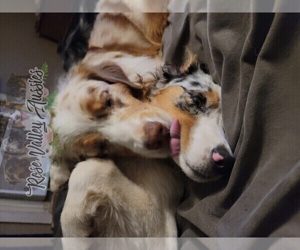 Medium Photo #9  Breeder Profile in TROUT RUN, PA, USA