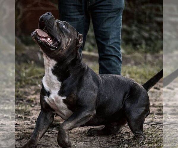 Medium Photo #2  Breeder Profile in CONROE, TX, USA