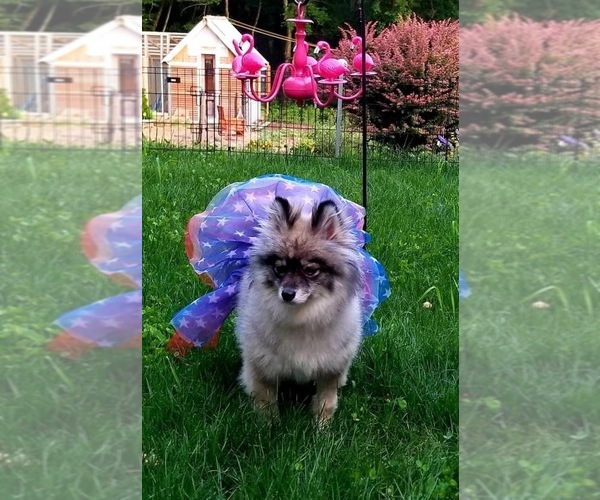 Medium Photo #8  Breeder Profile in GOLDEN VALLEY, AZ, USA