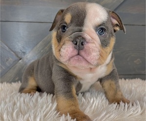 French Bulldog Dog Breeder near PALMDALE, CA, USA