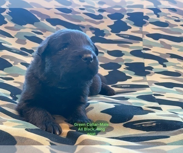 Medium Photo #31  Breeder Profile in PINON HILLS, CA, USA