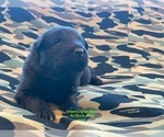 Small #30 Breeder Profile image