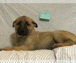 Small #2 Breeder Profile image