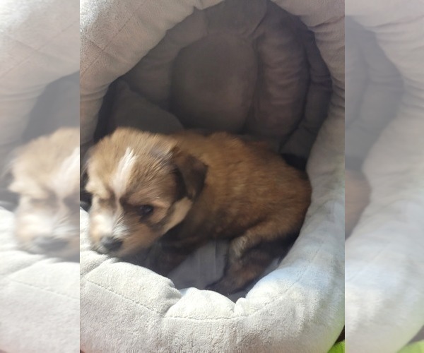 Medium Photo #39  Breeder Profile in AKRON, OH, USA