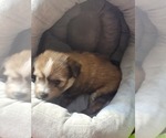 Small #38 Breeder Profile image