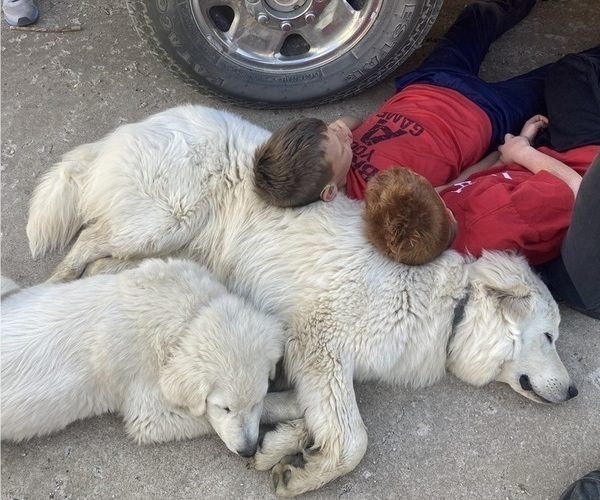 Medium Photo #12  Breeder Profile in LECOMPTON, KS, USA