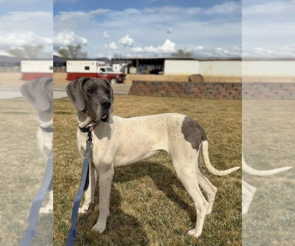 Medium Photo #21  Breeder Profile in HALLETTSVILLE, TX, USA