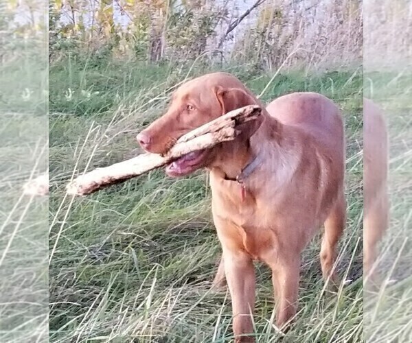 Medium Photo #1  Breeder Profile in BUFFALO, NY, USA