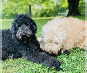 Goldendoodle Dog Breeder near MOUNT AIRY, NC, USA