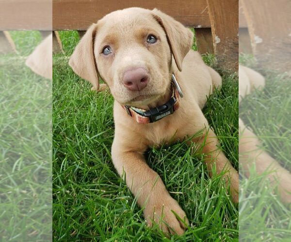 Medium Photo #1  Breeder Profile in LEASBURG, MO, USA