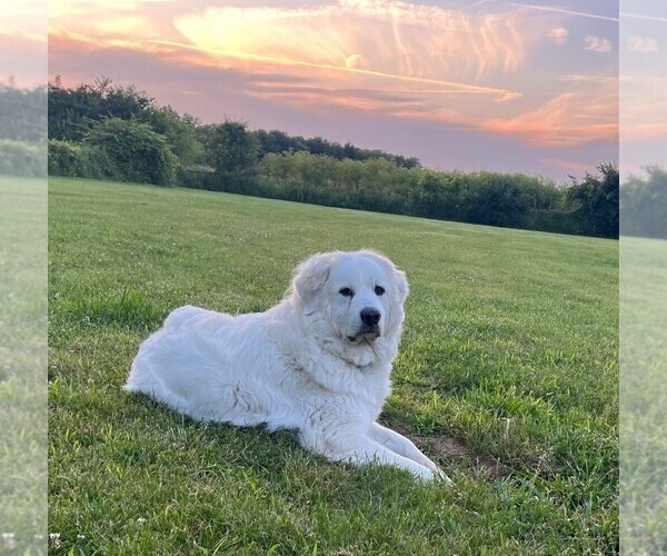 Medium Photo #3  Breeder Profile in SPRINGFIELD, OH, USA