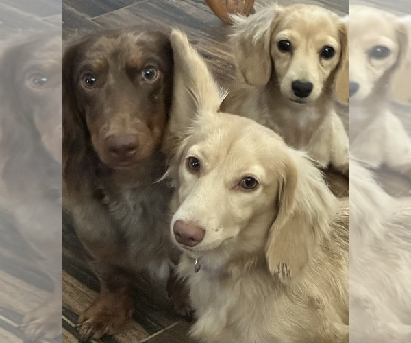 Medium Photo #2  Breeder Profile in LAMAR, CO, USA