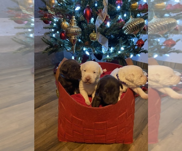 Medium Photo #1  Breeder Profile in CANTONMENT, FL, USA