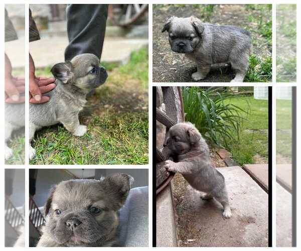 Medium Photo #7  Breeder Profile in NORTH BRANCH, MN, USA