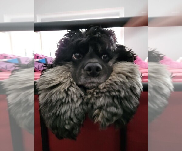 Medium Photo #37  Breeder Profile in Aylmer, Ontario, Canada