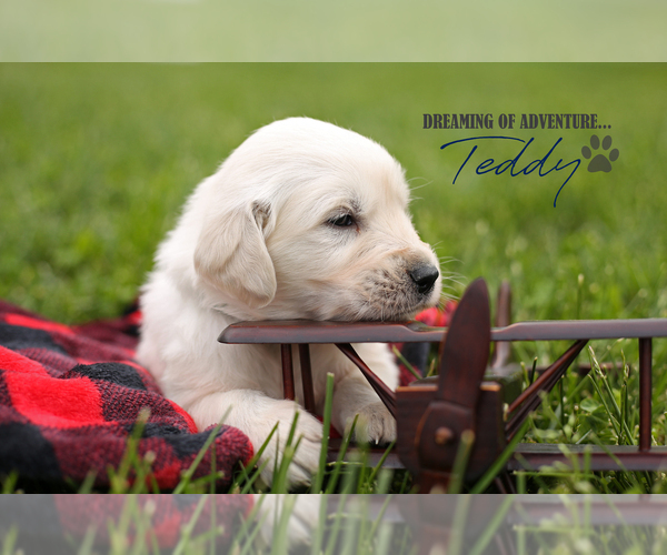 Medium Photo #1  Breeder Profile in MACEDONIA, IL, USA