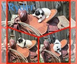 Small #10 Breeder Profile image