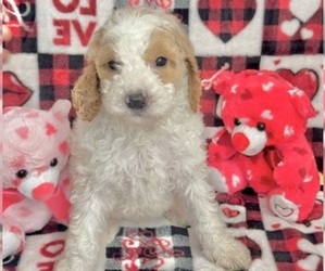 Goldendoodle Dog Breeder in GREEN COVE SPRINGS,  USA