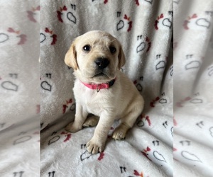 Labrador Retriever Dog Breeder near NOTTINGHAM, PA, USA