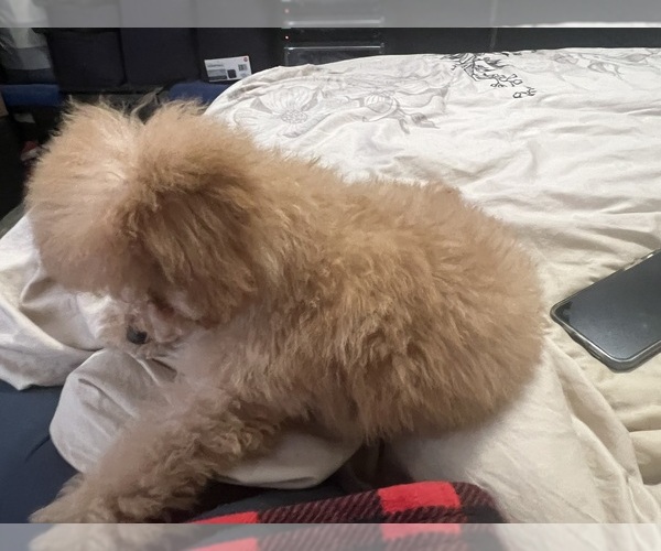 Medium Photo #26  Breeder Profile in VICTORVILLE, CA, USA