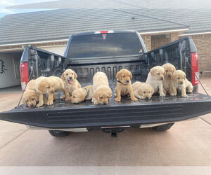 Main photo of Labrador Retriever Dog Breeder near ARTESIA, NM, USA