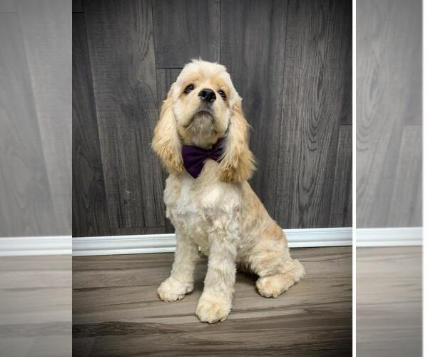 Medium Photo #72  Breeder Profile in Aylmer, Ontario, Canada